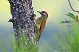 Golden-olive Woodpecker